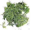 Zakje mos groen; mos; DO03904; 3904; Domuskits; modelbouw; poppenhuizen; schaal 1 op 12: 1op12; bouwelementen poppenhuis; hele 
