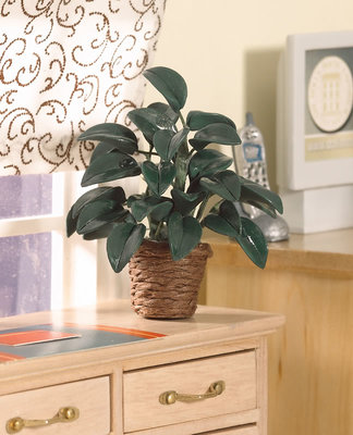 Rubberplant