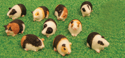 12 cavia's