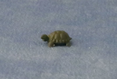 2 kleine schildpadjes
